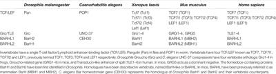 T-Cell Factors as Transcriptional Inhibitors: Activities and Regulations in Vertebrate Head Development